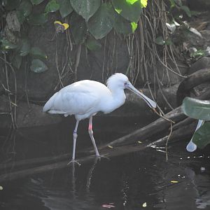 African Spoonbill
