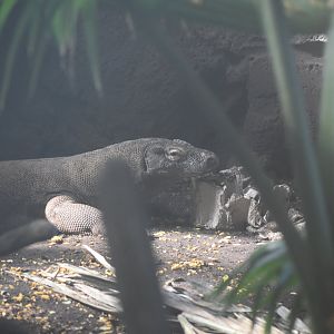 Komodo Dragon