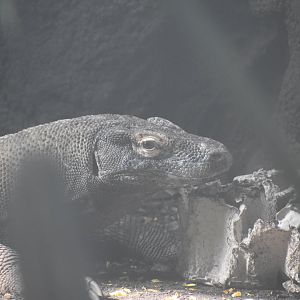 Komodo Dragon Closer