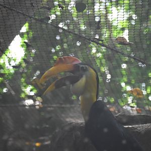 Wrinkled Hornbill