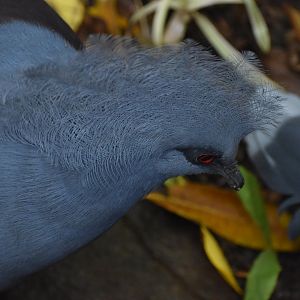 Victorian Crowned Pigeon