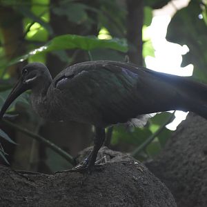 Hadada Ibis