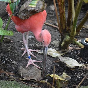Scarlet Ibis
