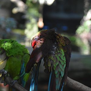 Hybrid Macaw