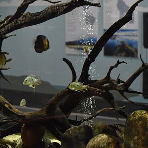 South American Lake Tank