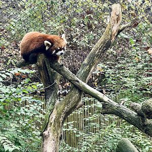 Red Panda