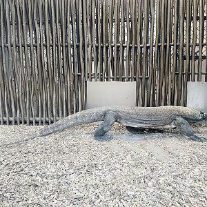 Komodo Dragon