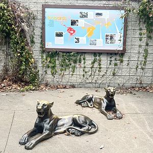 Leopard and Jaguar Information Sign