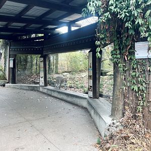 Amur Leopard Exhibit