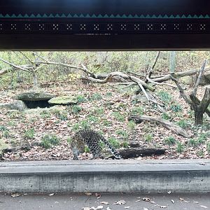 Amur Leopard Exhibit