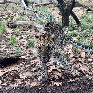 Amur Leopard