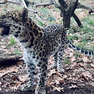 Amur Leopard