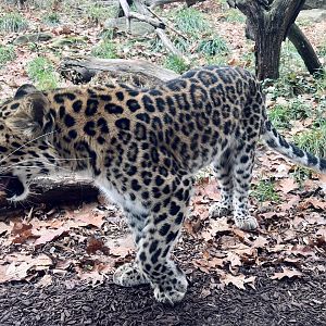 Amur Leopard