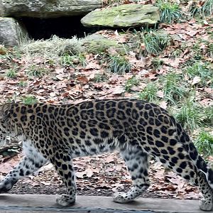 Amur Leopard