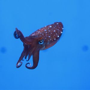 Kobi cuttlefish (Sepia kobiensis)