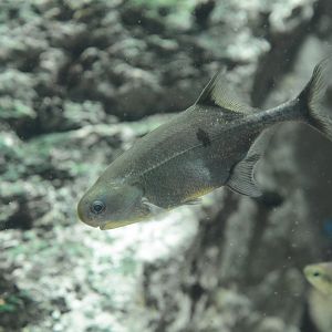 Black-spotted mormyrid (Petrocephalus balayi)
