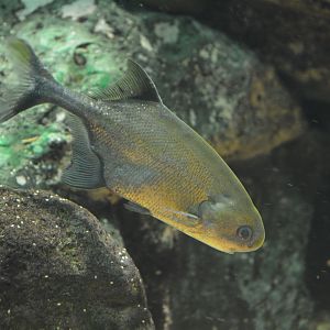 Junk mormyrid (Petrocephalus tenuicauda)