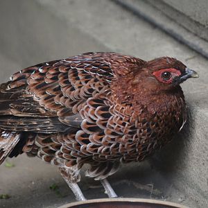 Shikoku copper pheasant (Syrmaticus soemmerringii intermedius)
