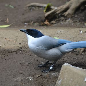 Japanese azure-winged magpie (Cyanopica cyanus japonica)