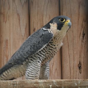 Japanese peregrine falcon (Falco peregrinus japonensis)