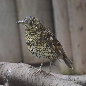 Eastern white's thrush (Zoothera aurea toratugumi)