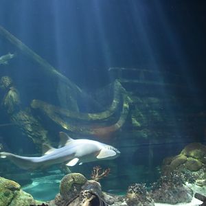 Nurse Shark Swimming