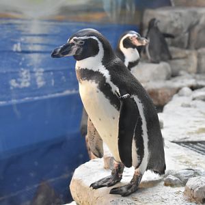 Humboldt Penguin