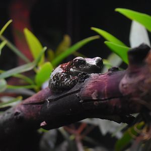 Pied Warty Frog