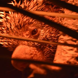 Prehensile-tailed porcupine