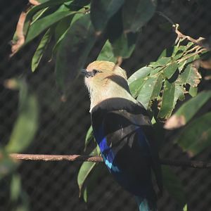 Blue-bellied Roller