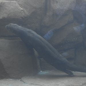 Giant River Otter