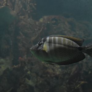Sailfin Tang
