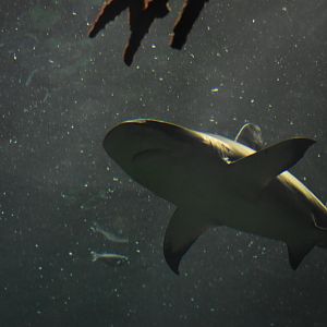 Black-tip Reef Shark