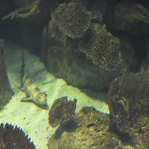Bamboo Shark
