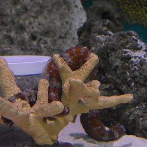 Tiger Tail Seahorses