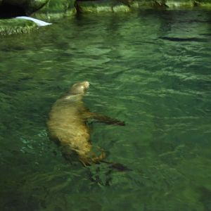 California Sea Lion