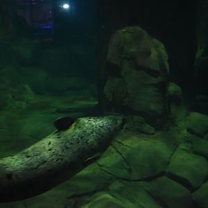 Harbor Seal