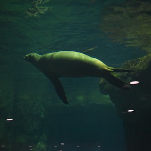 Cali Sea Lion