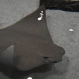 Cownose Ray