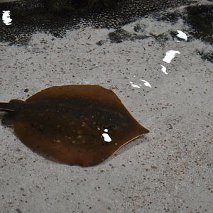 Atlantic Ray