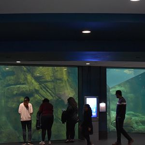 Penguin Underwater Viewing