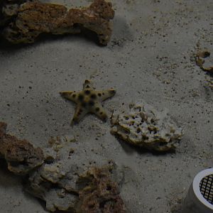 Chocolate Chip Sea Star