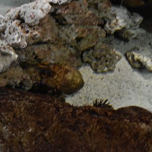 Slipper Lobster