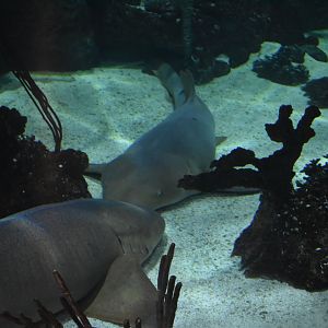 Nurse Shark Congregation