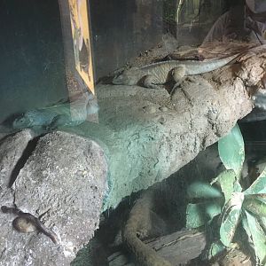 Young Rhinoceros Iguanas