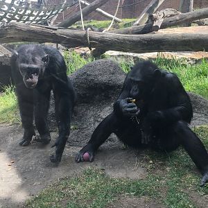 Chimpanzees