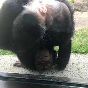 Playful young chimpanzee