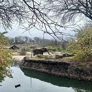 African Elephant Exhibit