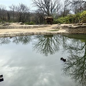 African Elephant Exhibit