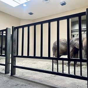 African Elephant Indoor Viewing